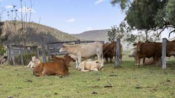 Farm Property for Sale - 26 Macginley Road West Haldon QLD 4359