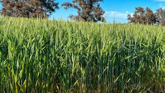 Farm Property for Sale - "The  266 Tetlow Road Cranbrook WA 6321