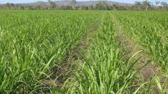 Farm Property for Sale - 2521 Kirknie Road Home Hill QLD 4806