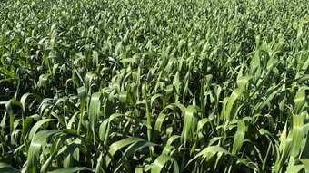 Farm Property for Sale - . &amp;apos;Moyston&amp;apos; Cunderdin WA 6407