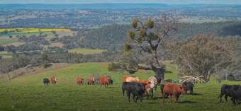 Farm Property for Sale - 350 Ingles Road NEUREA Via Wellington NSW 2820