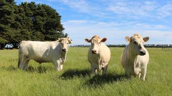 Farm Property for Sale - 115 Collyers Road Warncoort VIC 3243