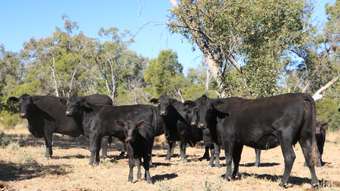 Farm Property for Sale - 1100 Rocky Rd Sommariva Via Morven QLD 4468