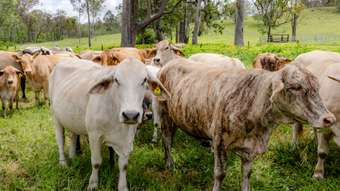 Farm Property for Sale - 0 Tunnel Road Wonbah QLD 4671