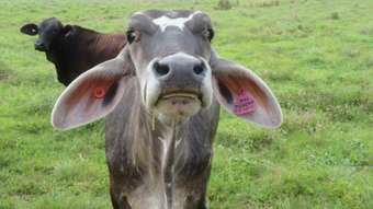 Farm Property for Sale - 85 Gundah Singh Road Innisfail QLD 4860