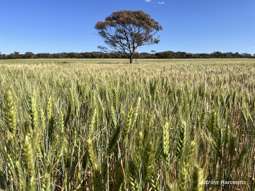 Farm Property for Sale - . Parker Range Road Moorine Rock WA 6425