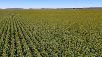 Farm Property for Sale - 236 Dungannon Road Clifton QLD 4361