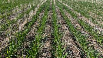 Farm Property for Sale - . &amp;apos;Wooltortons&amp;apos; Kellerberrin WA 6410