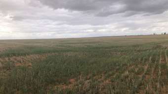 Farm Property for Sale - RURAL LANDHOLDING South Trayning WA 6488