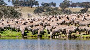 Farm Property for Sale - 6690 Newell Highway Gowang NSW 2357