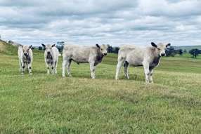 Farm Property for Sale - Lot 115 Mcgormans Road Tungkillo SA 5236