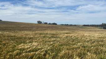 Farm Property for Sale - . Wallaby Downs Nyabing WA 6341