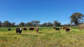 Farm Property for Sale - 305 Youlambie Road Monto QLD 4630