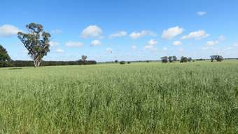 Farm Property for Sale - Warriston  Pine View Road Dubbo NSW 2830