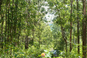 146 Mills Road Bean Creek NSW 2469