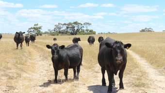 Farm Property for Sale - 1056 Baan Hill Road Lameroo SA 5302