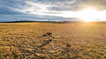 Farm Property for Sale - 1241 Longs Corner Road Canowindra NSW 2804