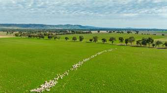 Farm Property for Sale - 299 Allans Road Wattamondara NSW 2794