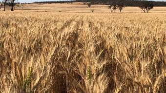 Farm Property for Sale - . &amp;apos;Fishers&amp;apos; Lease North Baandee WA 6412