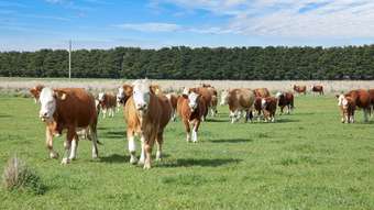 Farm Property for Sale - 1105 Warrowie Road Irrewarra VIC 3249