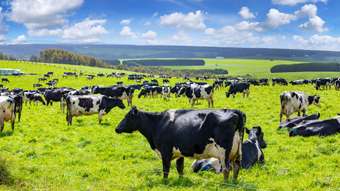 Farm Property for Sale - 140 Crescent Road Simpson VIC 3266