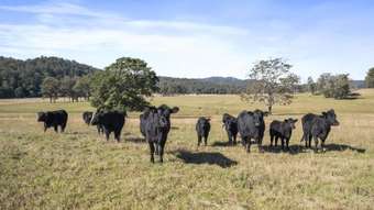 Farm Property for Sale - 436 Tallawudjah Creek Road Glenreagh NSW 2450