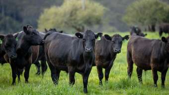 Farm Property for Sale - 4690 Waterfall Way, Fernbrook Dorrigo NSW 2453