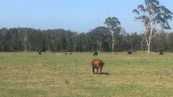 Farm Property for Sale - Lot 356 of 583 Maria River Road Crescent Head NSW 2440
