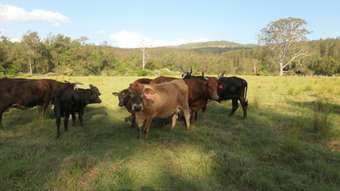 Farm Property for Sale - 529 Farm Road Bonalbo NSW 2469