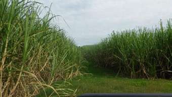 Farm Property for Sale - 11 Coldwater Road Abergowrie QLD 4850