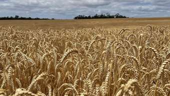 Farm Property for Sale - 175 Racecourse Road Frankland River WA 6396