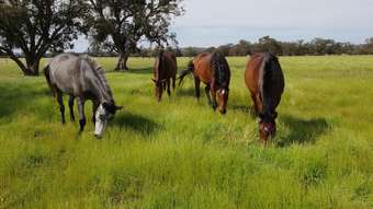 Farm Property for Sale - 1094 Brand Highway Muchea WA 6501