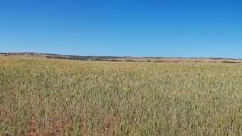 Farm Property for Sale - 1149 Horrocks Road Sandy Gully WA 6535