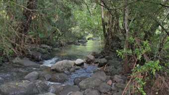 Farm Property for Sale - 1076 Green Pigeon Road - Green Pigeon Kyogle NSW 2474