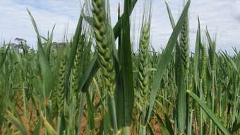 Farm Property for Sale - 1719 New Well Road Waikerie SA 5330