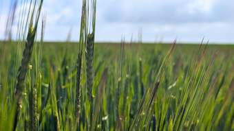 Farm Property for Sale - Lot 16017 Tammin Wyalkatchem Road Wyalkatchem WA 6485