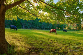 Farm Property for Sale - 51 North Branch Road Upsalls Creek NSW 2439