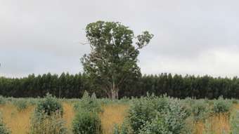 Farm Property for Sale -  McCutcheons Road Cavendish VIC 3314