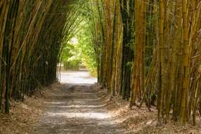 Farm Property for Sale - 1171 Eumundi - Kenilworth Road Belli Park QLD 4562