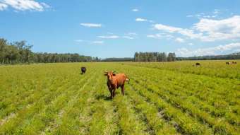 Farm Property for Sale - 1205 Maria River Road Limeburners Creek NSW 2444