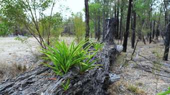 Farm Property for Sale - 1816 Upper Humbug Road Tara QLD 4421