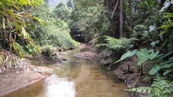 Farm Property for Sale - Silkwood QLD 4856