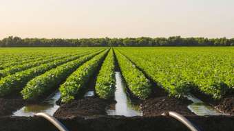 Farm Property for Sale - 0 Cowal Agriculture Portfolio Emerald QLD 4720