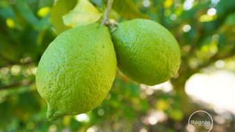 Farm Property for Sale - 130 Channel Road Walkamin QLD 4872