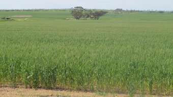 Farm Property for Sale - Carramar East Mullewa WA 6630