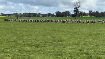 Farm Property for Sale - Lot 4572 Gorn Road Bokal WA 6392