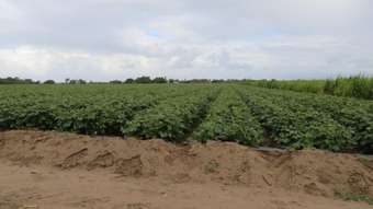 Farm Property for Sale - Rita Island QLD 4807