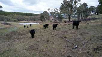 Farm Property for Sale - Lots 1, 4, Glenroy Hills Road Tumbarumba NSW 2653