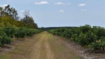 Farm Property for Sale - 135 Newlands Road North Gregory QLD 4660