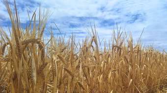 Farm Property for Sale - . &amp;apos;Dowdings&amp;apos; Kellerberrin WA 6410